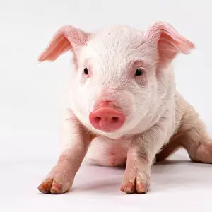 Для свиноводства Для свиноводства